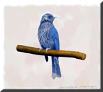 青い鳥画像